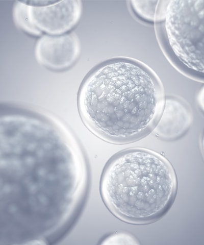 Cultured cells seen under magnification