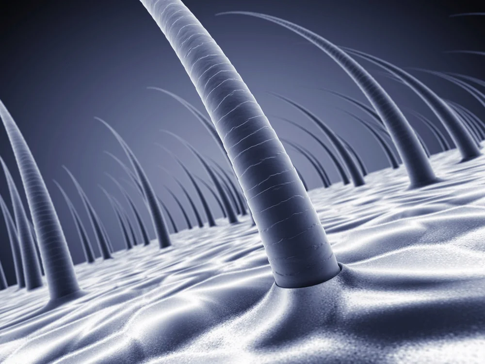 A magnified 3D illustration of hairs rising from the scalp